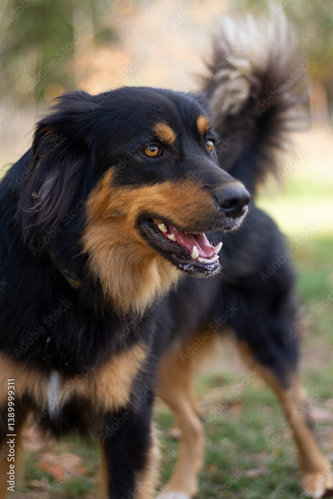 Happy Hovawart on a summer day.