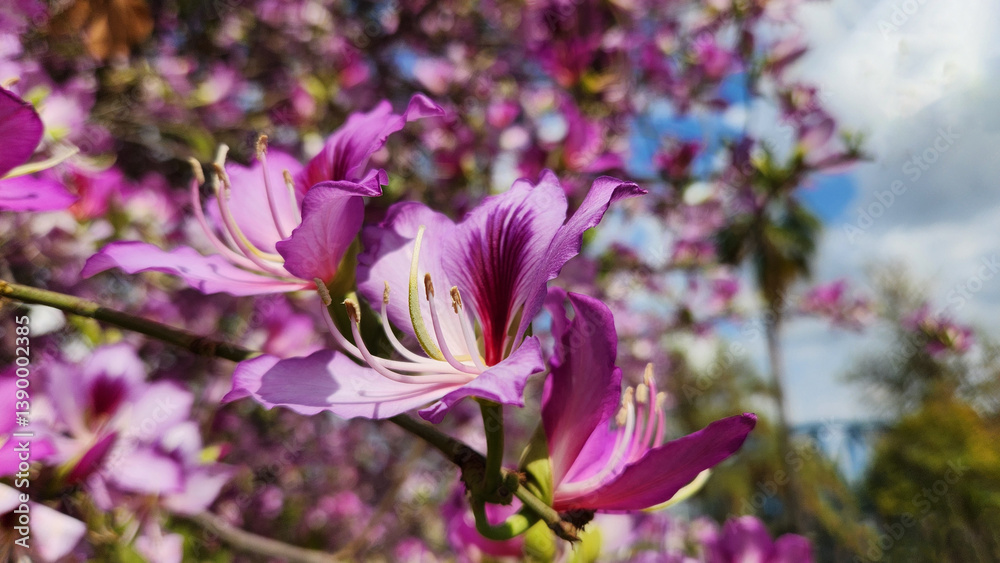 Orchid tree (Bauhinia variegata) is a striking tree species recognized for its purple, pink, or white blossoms. This elegant species adorns gardens and is common in tropical and subtropical regions. Orchid tree (Bauhinia variegata) is a striking tree species recognized for its purple, pink, or white blossoms. This elegant species adorns gardens and is common in tropical and subtropical regions.