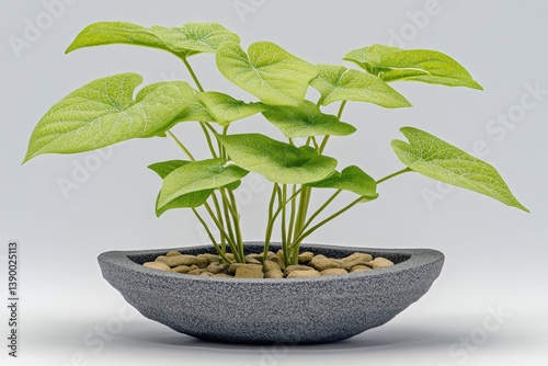Green plant in pot
