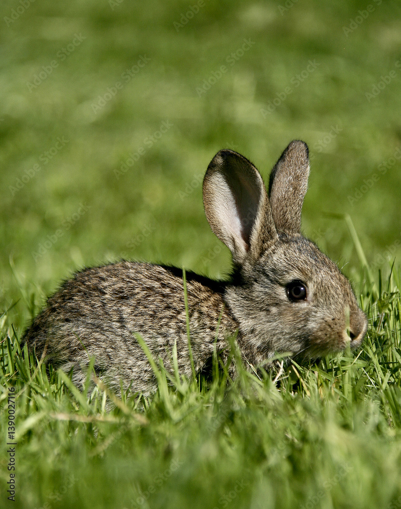 A small gray colored rabbit sits on green grass in nature. A small gray colored rabbit sits on green grass in nature.