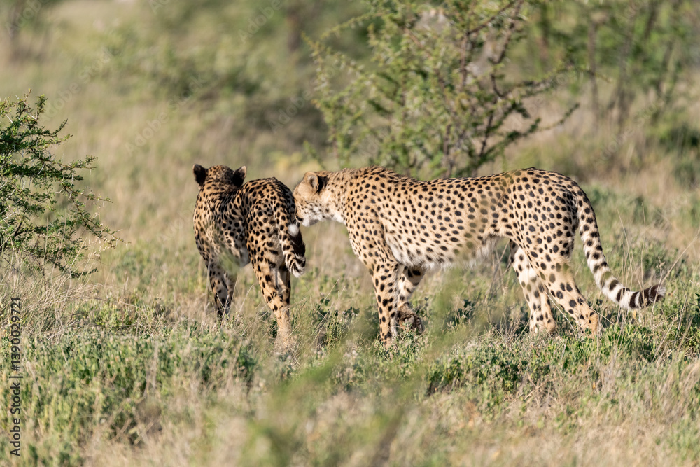 Naklejka premium cheetah in wild savanna , Africa