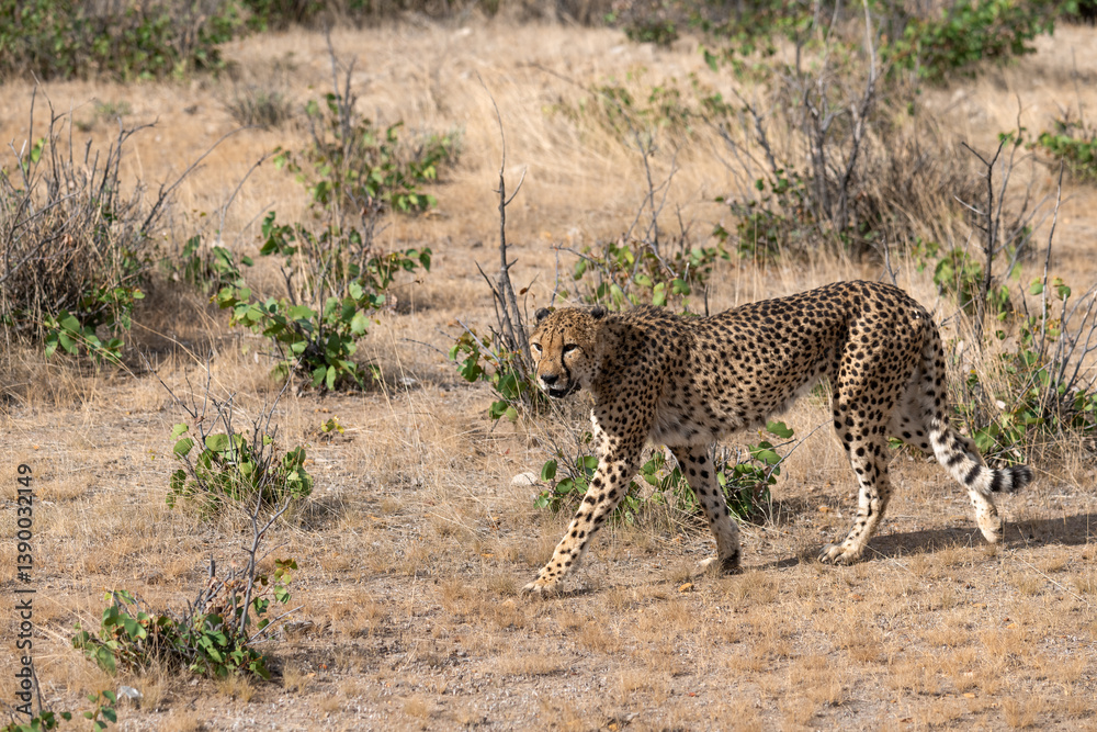 Naklejka premium cheetah in wild savanna , Africa