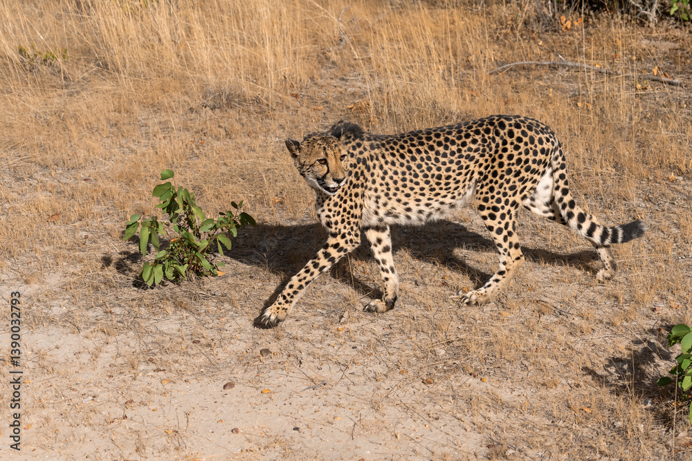 Naklejka premium cheetah in wild savanna , Africa