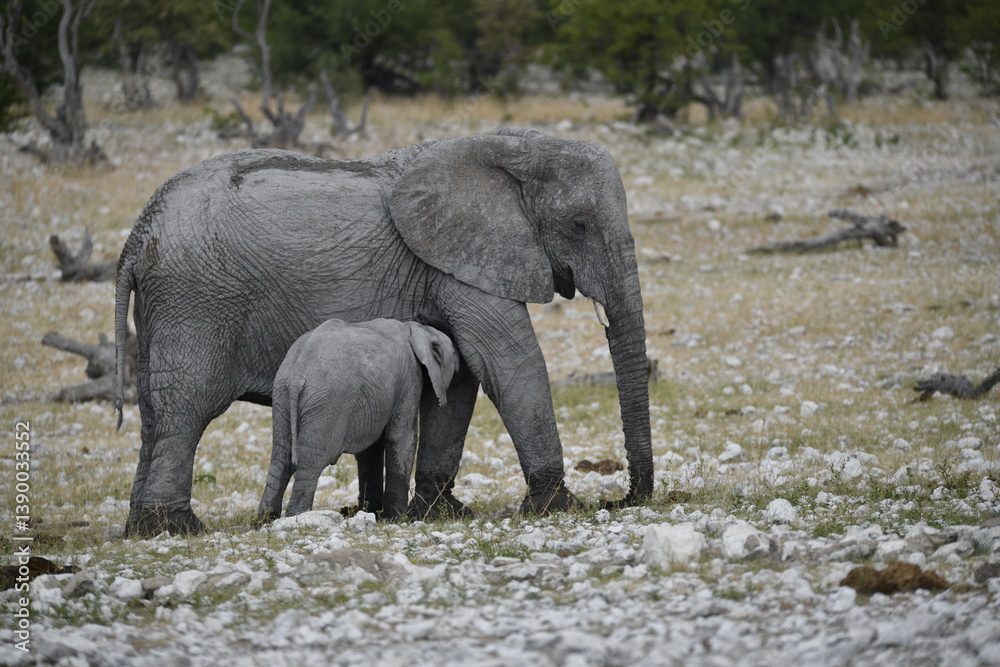Fototapeta premium elephant in wild savanna , Africa 