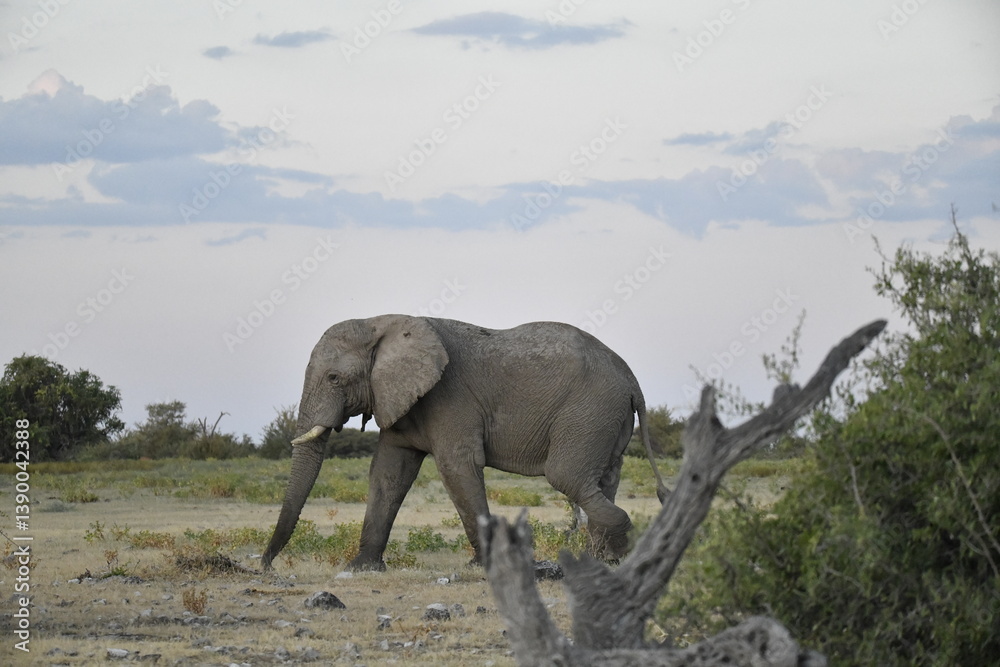 Fototapeta premium elephant in wild savanna , Africa