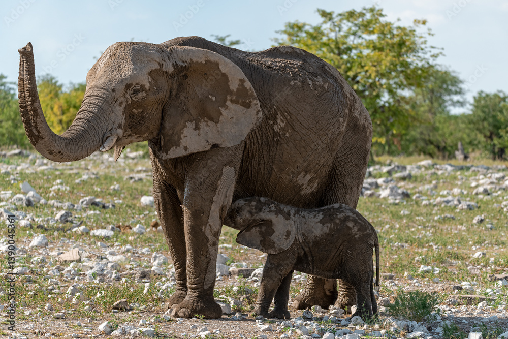 Fototapeta premium elefant in wild savanna , Africa