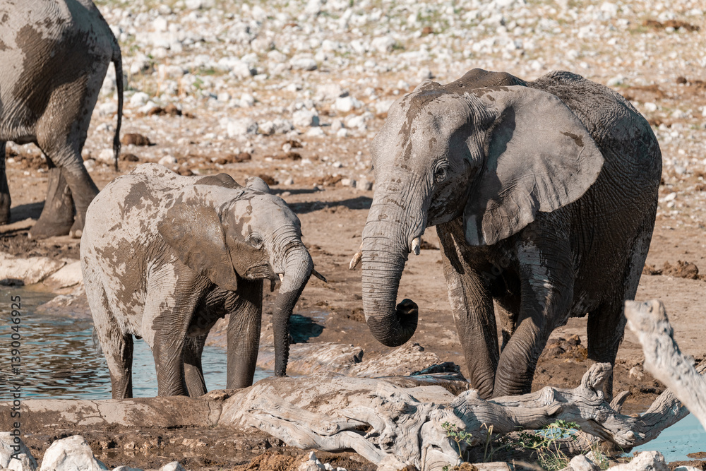 Fototapeta premium wild life of elephant in savanna , Africa