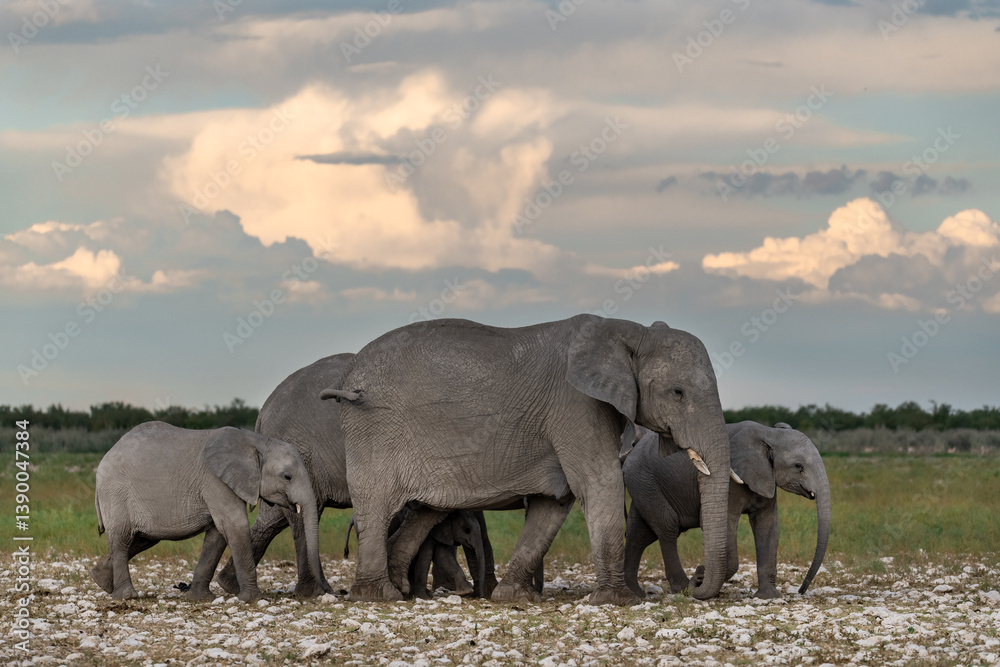 Fototapeta premium elefant in wild savanna, africa