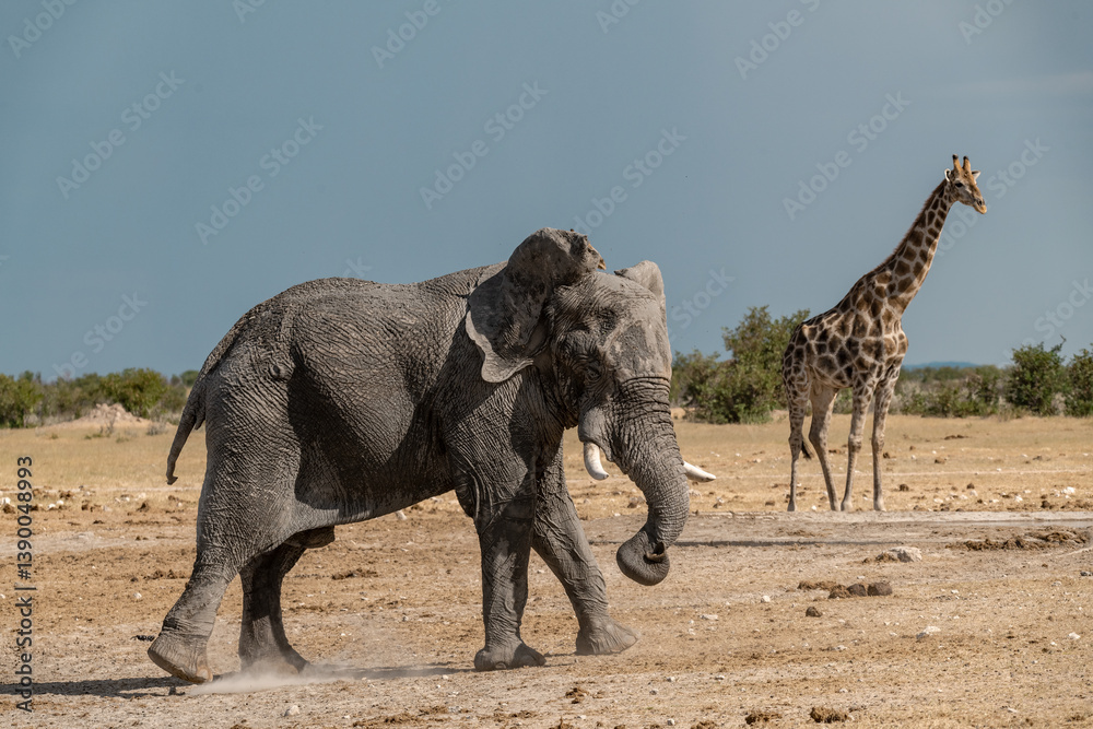 Fototapeta premium elephant in wild savanna , Africa