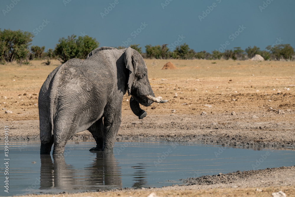 Obraz premium elephant in wild savanna , Africa
