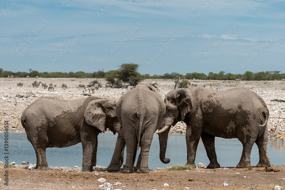 Fototapeta premium Elephant in wild savanna , Africa 