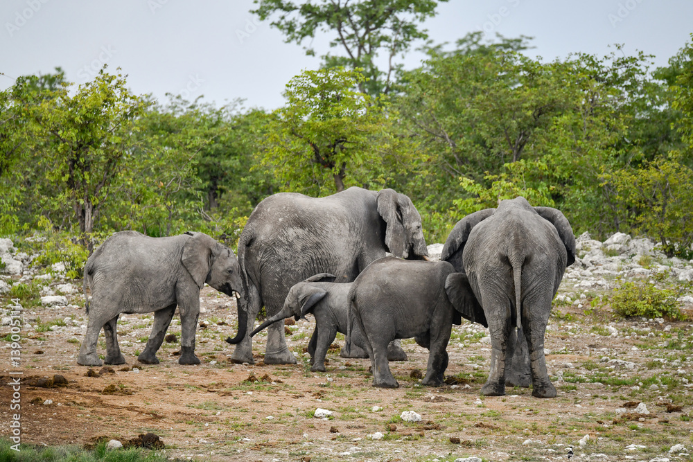 Obraz premium Elephant in wild savanna , Africa 