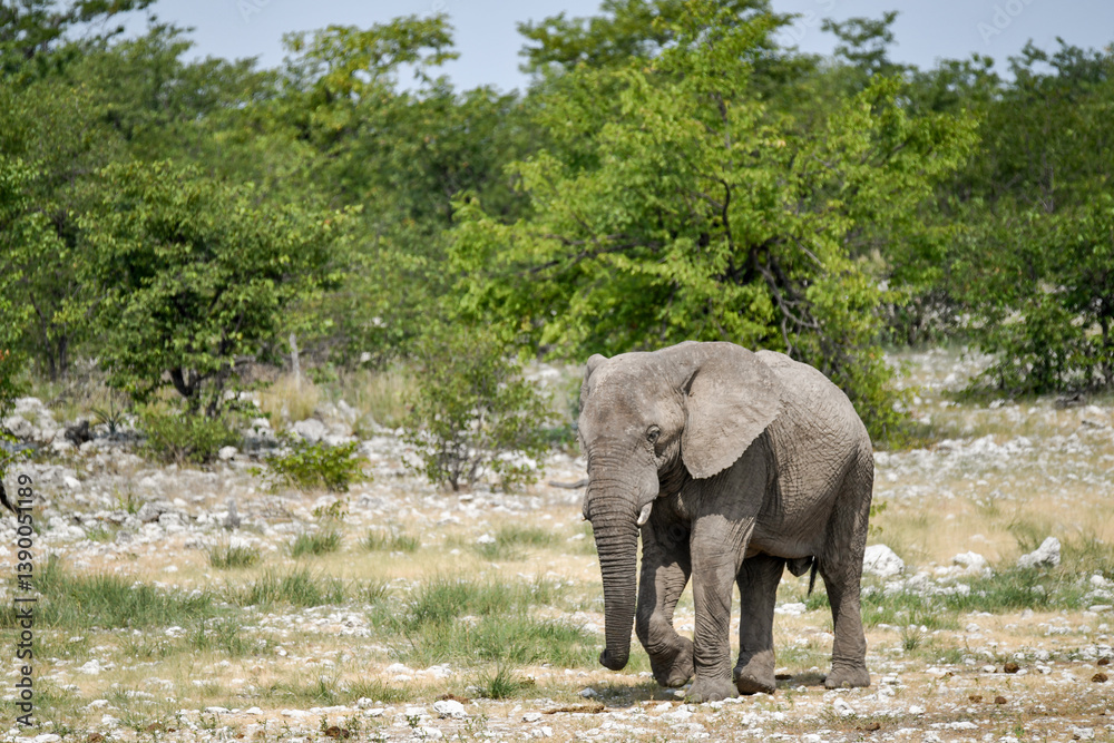 Fototapeta premium Elephant in wild savanna , Africa 