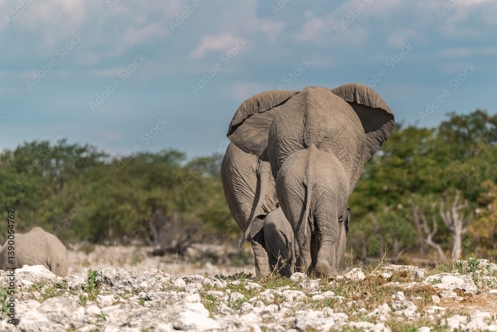 Fototapeta premium elephant in wild savanna , Africa