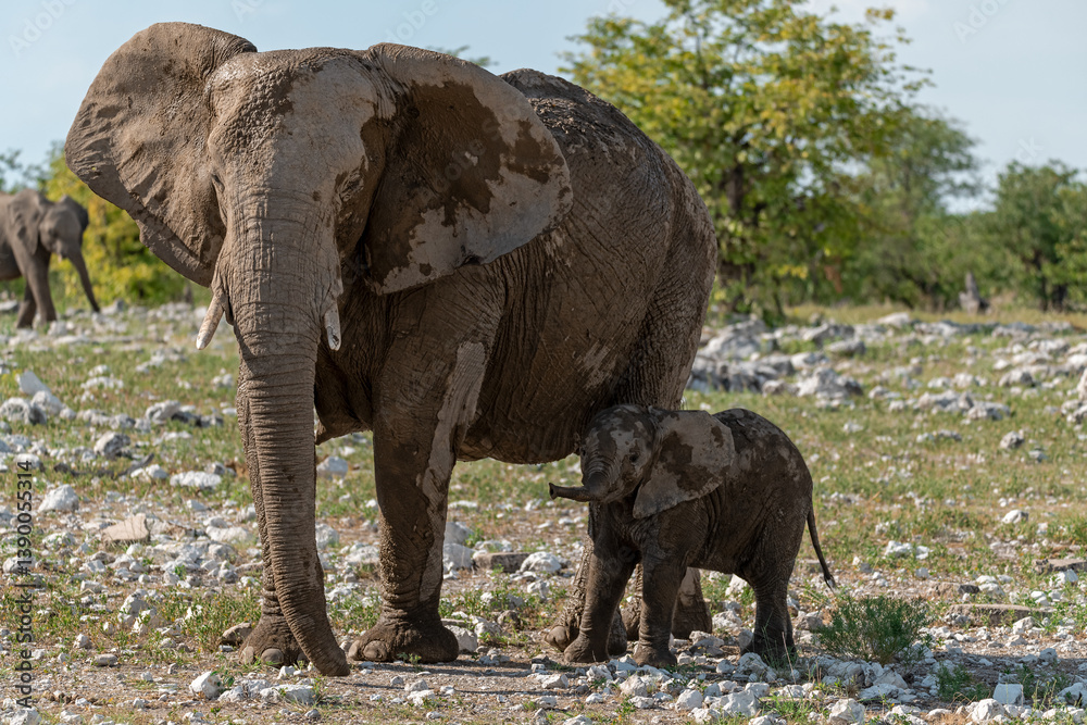 Fototapeta premium elephant in wild savanna , Africa