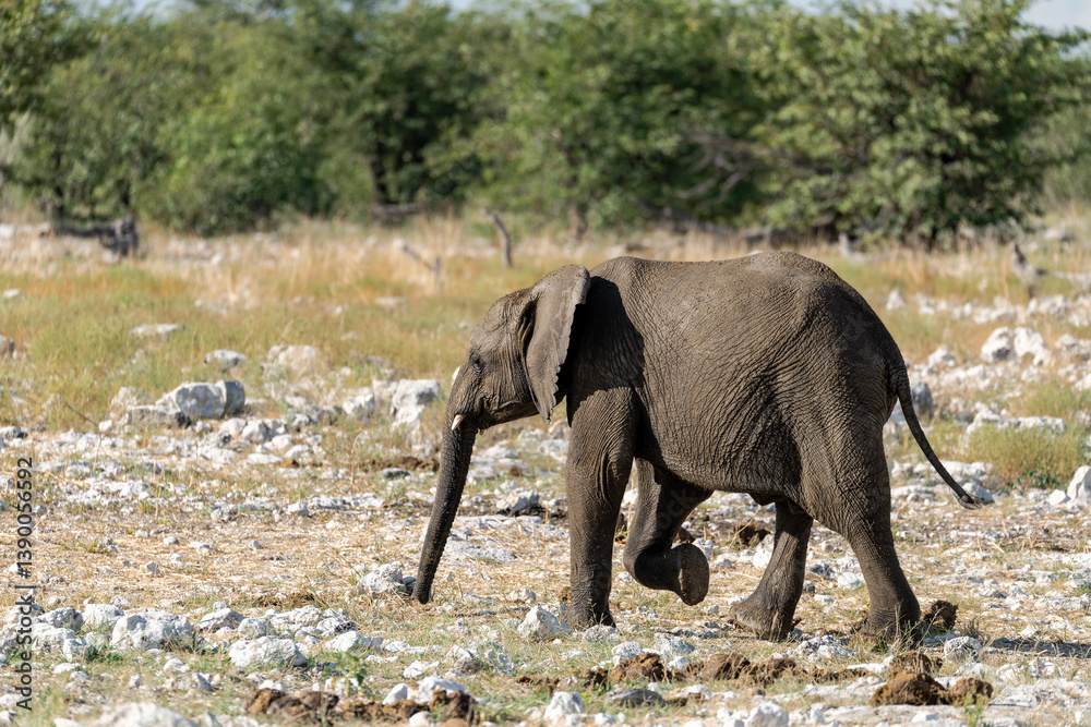 Fototapeta premium elephant in wild savanna , Africa