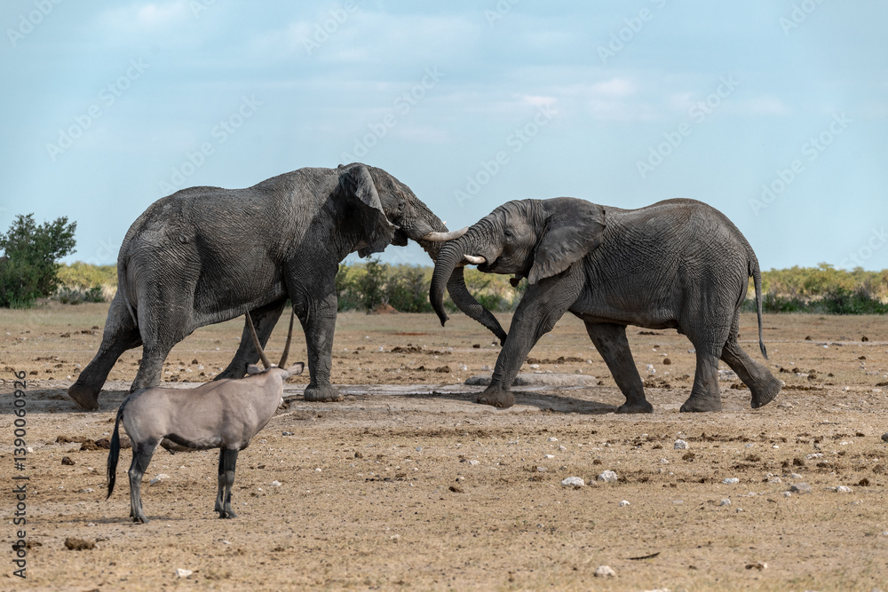 Fototapeta premium elephant in wild savanna , Africa