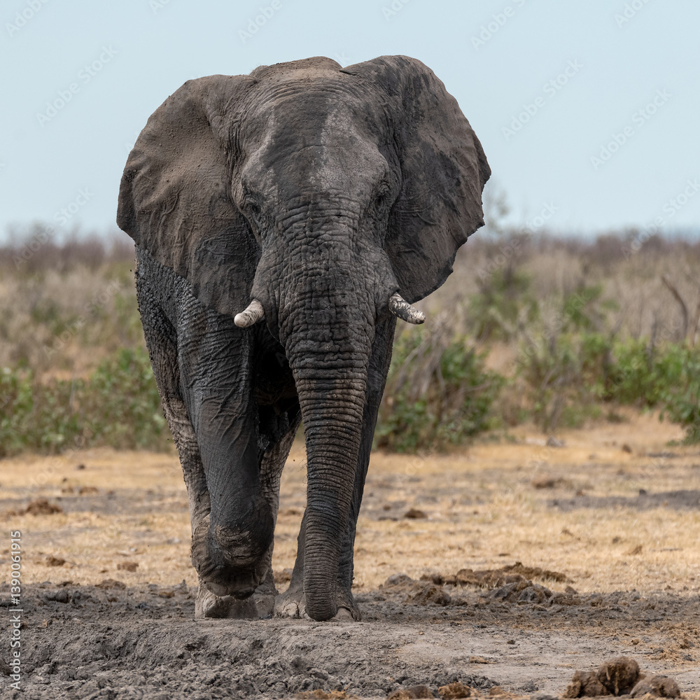Fototapeta premium wild elephant in savanna , Africa