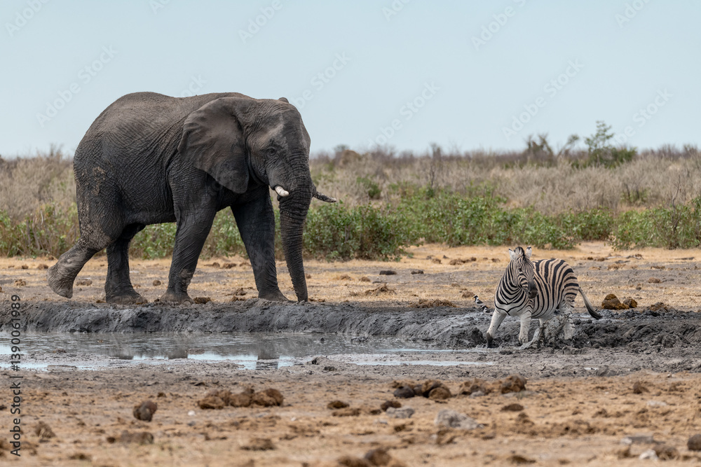 Obraz premium elephant in wild savanna , Africa