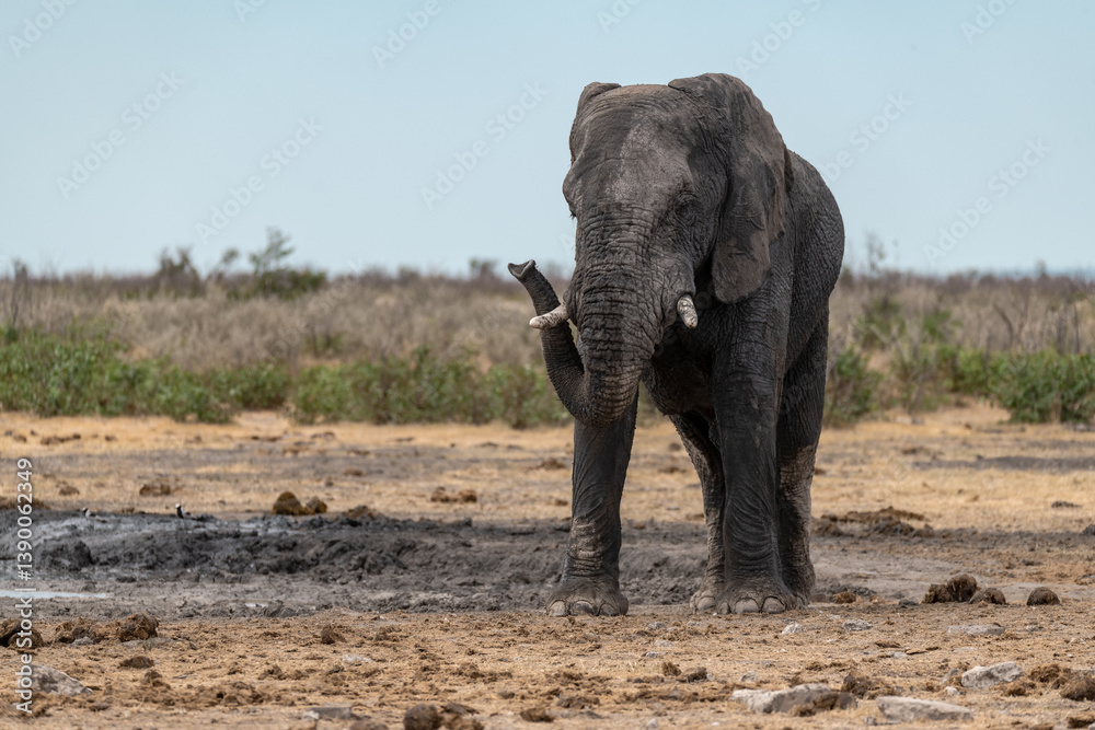 Fototapeta premium elephant in wild savanna , Africa