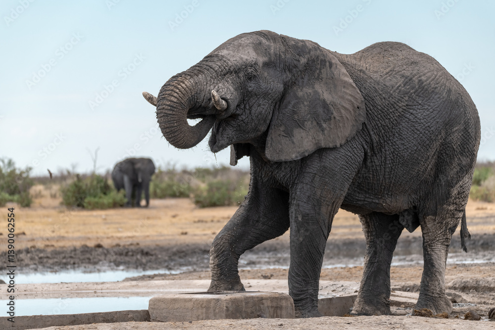 Obraz premium elephant in wild savanna , Africa