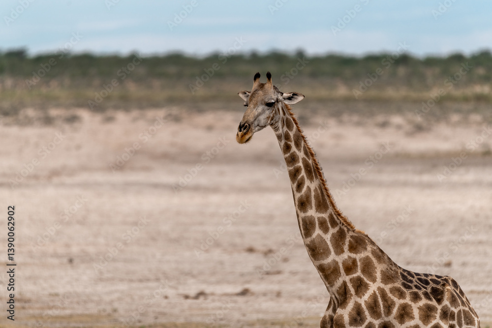 Obraz premium giraffe in the savannah