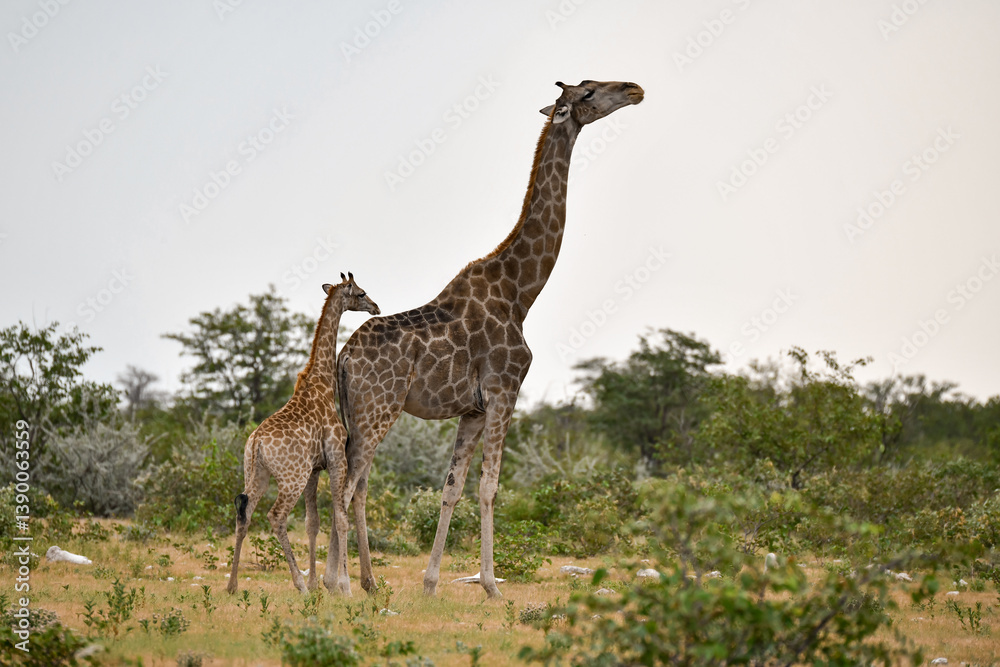 Obraz premium Giraffe in wild savanna , Africa