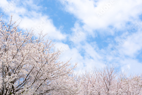 桜　ソメイヨシノ　青空のイメージ