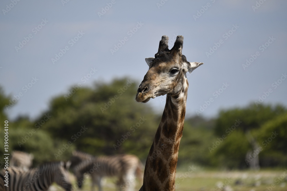Obraz premium Giraffe in wild savanna , Africa