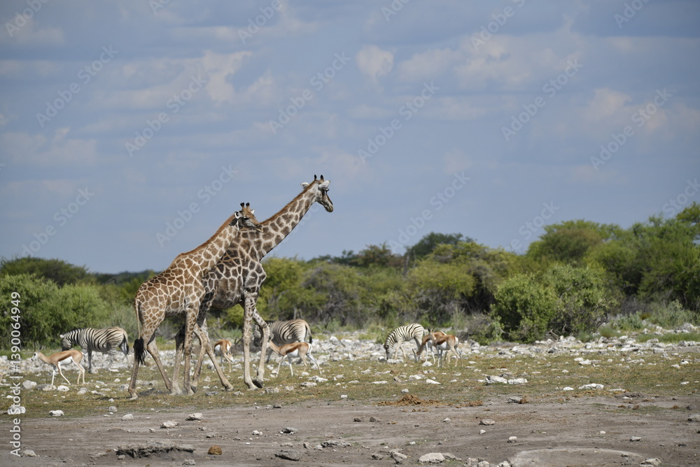 Obraz premium Giraffe in the savannah