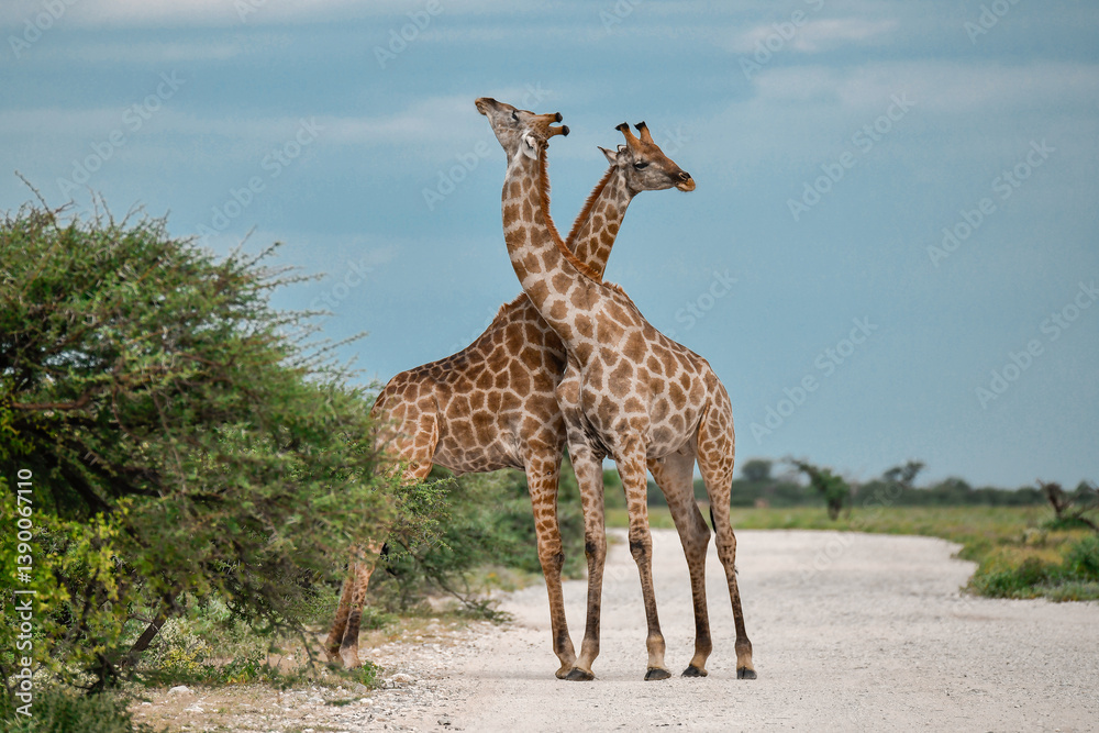 Obraz premium giraffe in the savannah