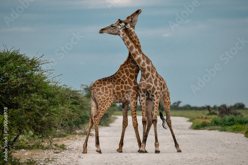 Obraz na plátně wild giraffe in savanna , Africa
