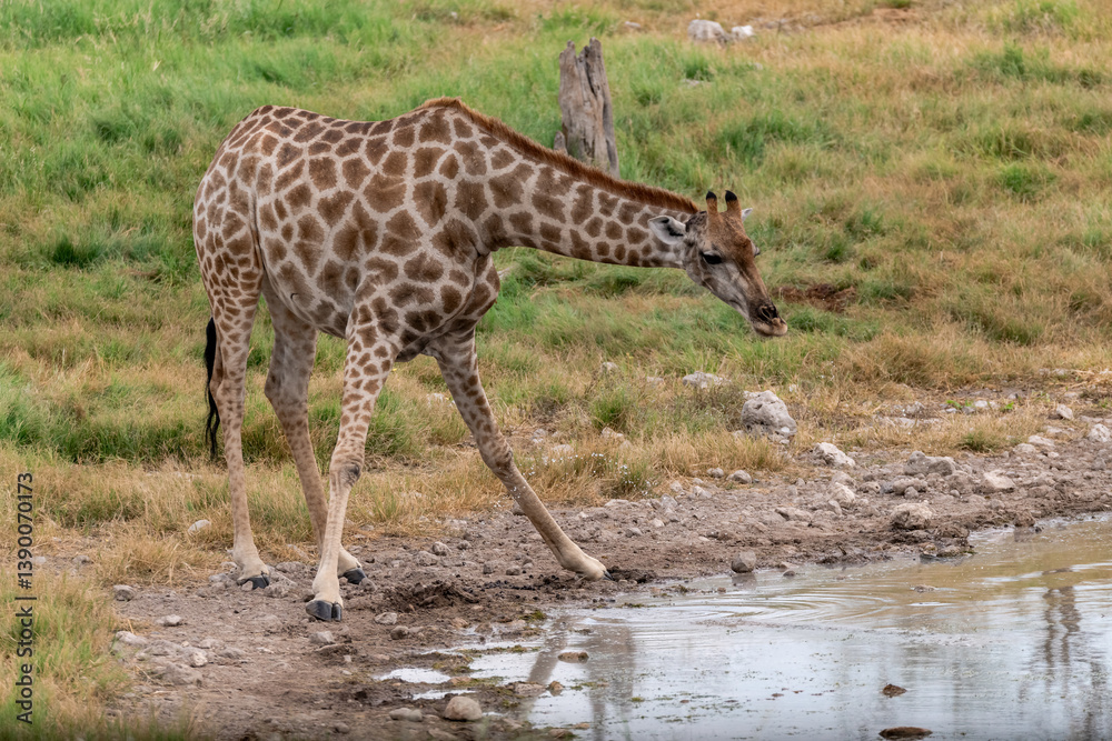 wild giraffe in savanna , Africa wild giraffe in savanna , Africa