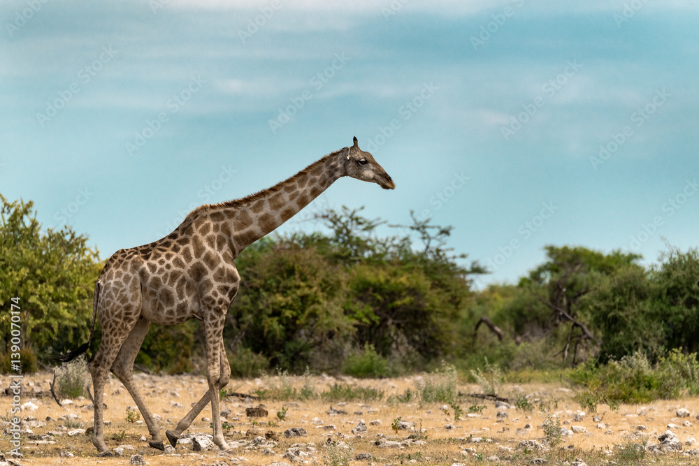 Obraz premium wild giraffe in savanna , Africa