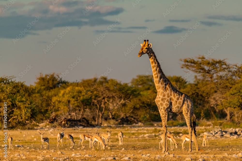 Obraz premium wild giraffe in savanna , Africa