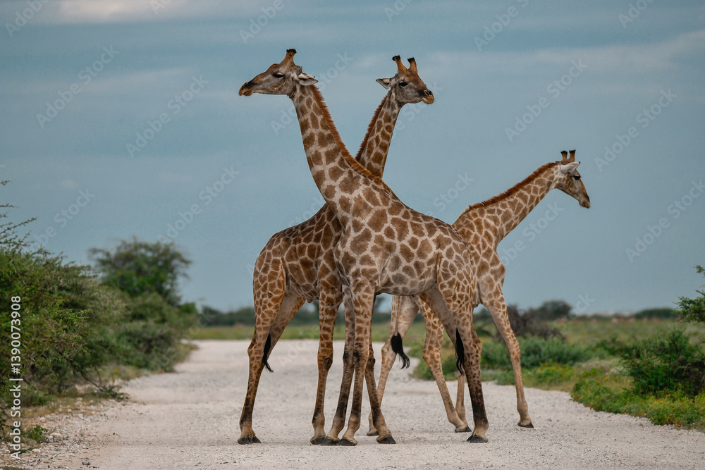 Obraz premium Giraffe in the Savannah
