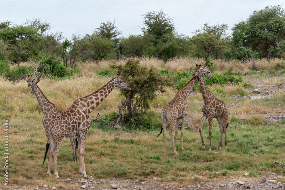 Fototapeta premium giraffe in wild savanna , botswana , Africa
