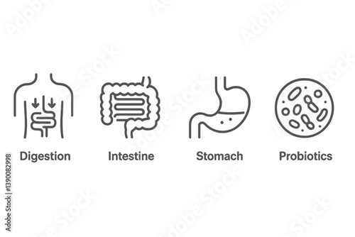 Understanding human digestion with vector icons of intestine, stomach, and probiotics representing digestive system functions