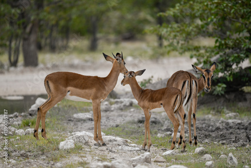antelope in wild savanna , Animal of africa