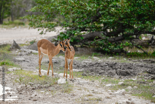 antelope in wild savanna , Animal of africa