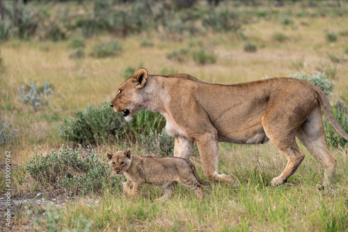 wild lion in savanna , Africa
