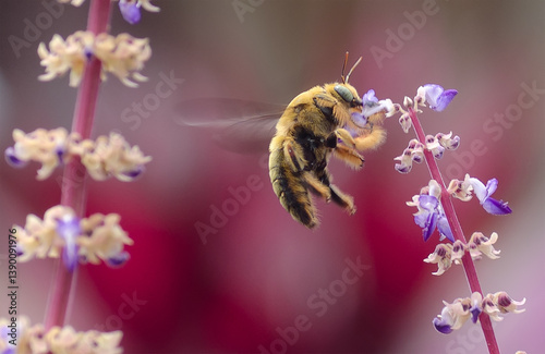 carpenter bee flying and searching for pollen