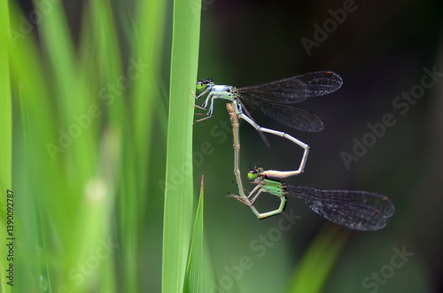 damselflies mating process and behavior