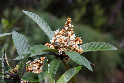 Closeup of loquat flowers Eriobotrya japonica blooming and buds