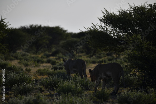 wild lions in savanna , Africa
