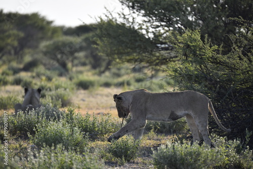 wild lions in savanna , Africa
