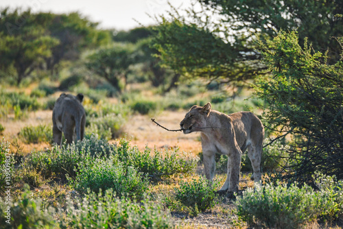 wild lions in savanna , Africa
