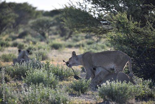 wild lions in savanna , Africa

