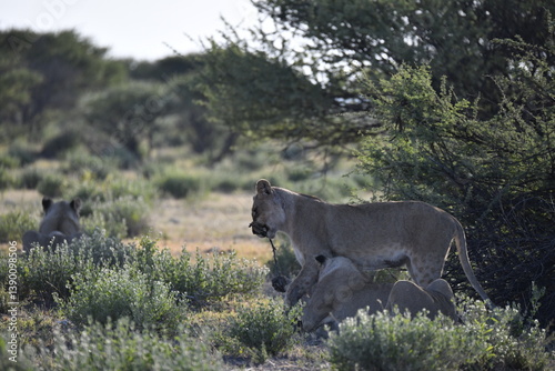 wild lions in savanna , Africa
