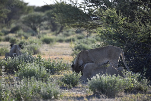 wild lions in savanna , Africa
